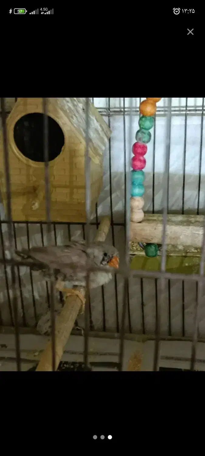 جفت مولد فنچ|پرنده|رشت, بازار|دیوار