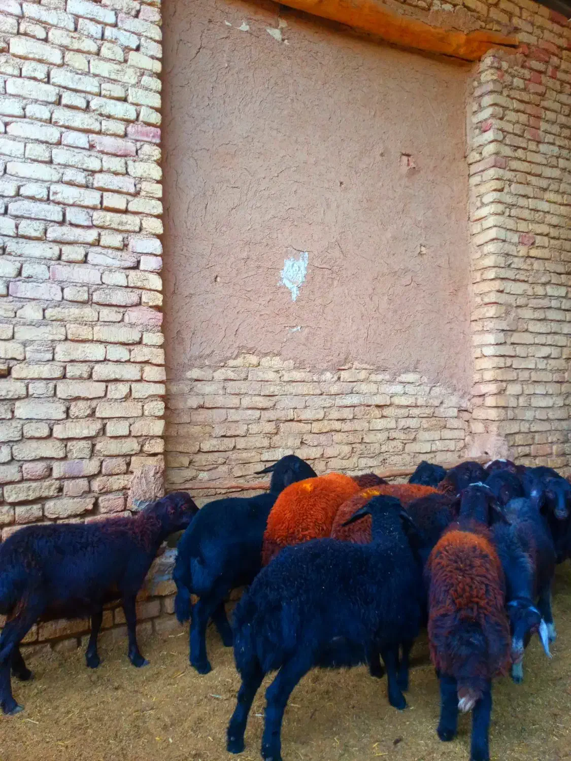 گوسفند قزل افشار و قره قزل اصل|حیوانات مزرعه|خمینیشهر, |دیوار