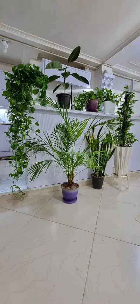 گل و گلدان|گل و گیاه طبیعی|اهواز, سیصد دستگاه|دیوار