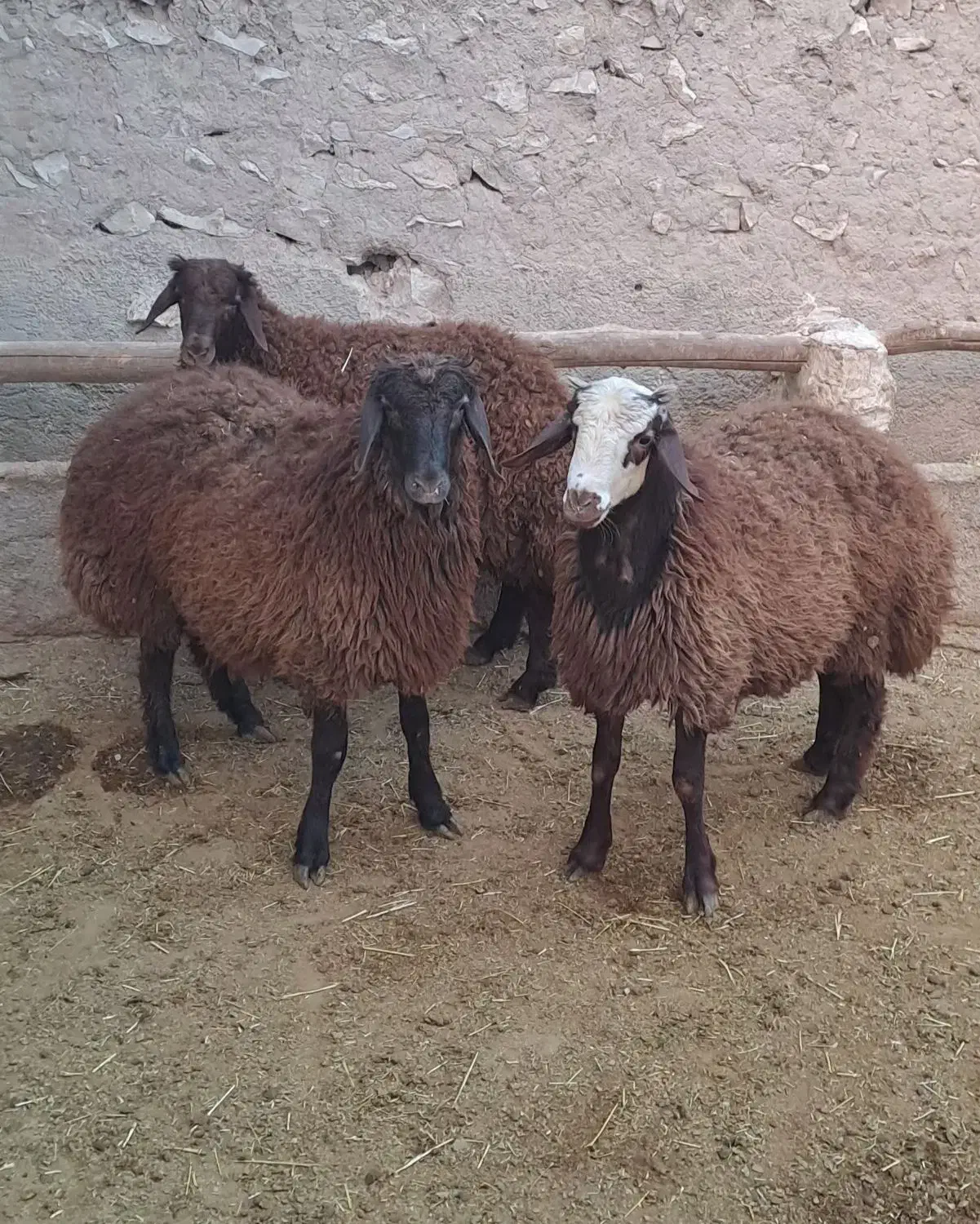 بره نر درجه یک میش قوچ بز|حیوانات مزرعه|همدان, |دیوار