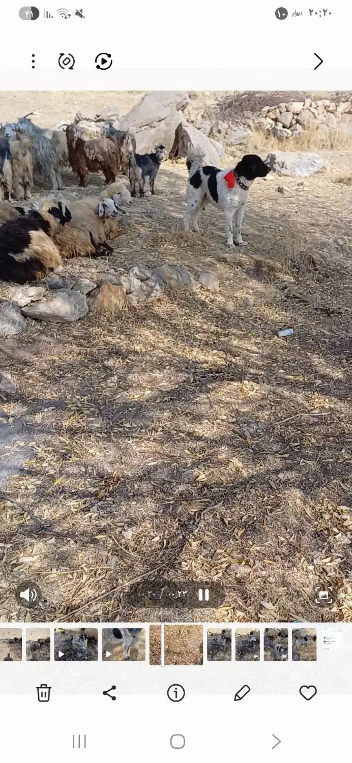 سگ اصیل قهدریجان جفت|سگ|اصفهان, احمدآباد|دیوار