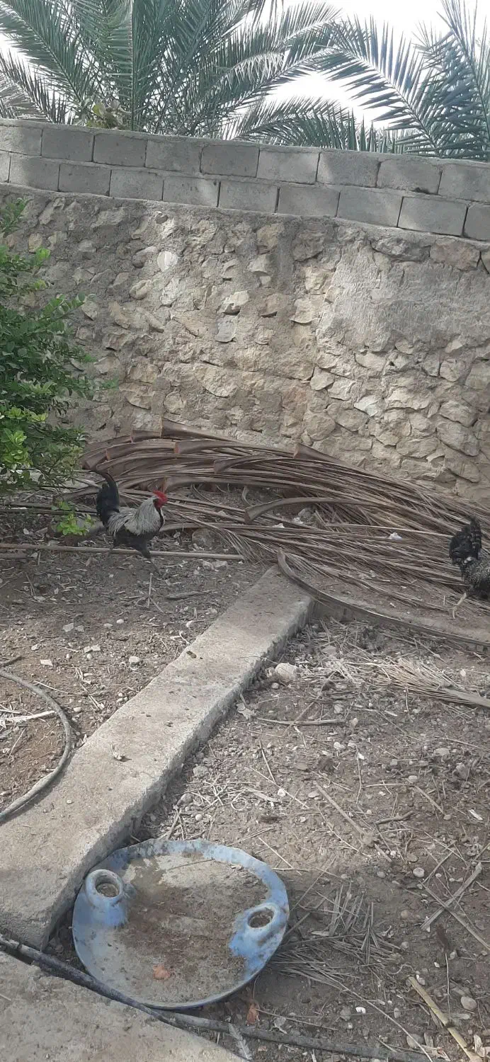 تخم مرغ نطفه دار و خروس محلی|حیوانات مزرعه|ریز, |دیوار