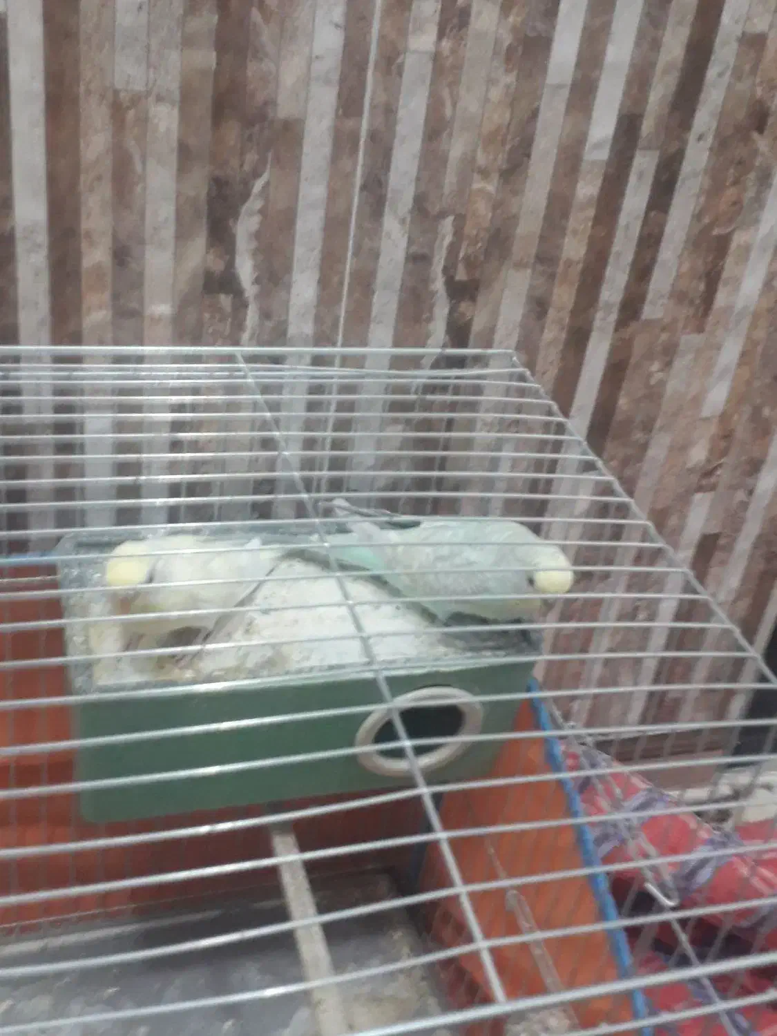 قیمت700 مرغ عشق|پرنده|بانه, |دیوار