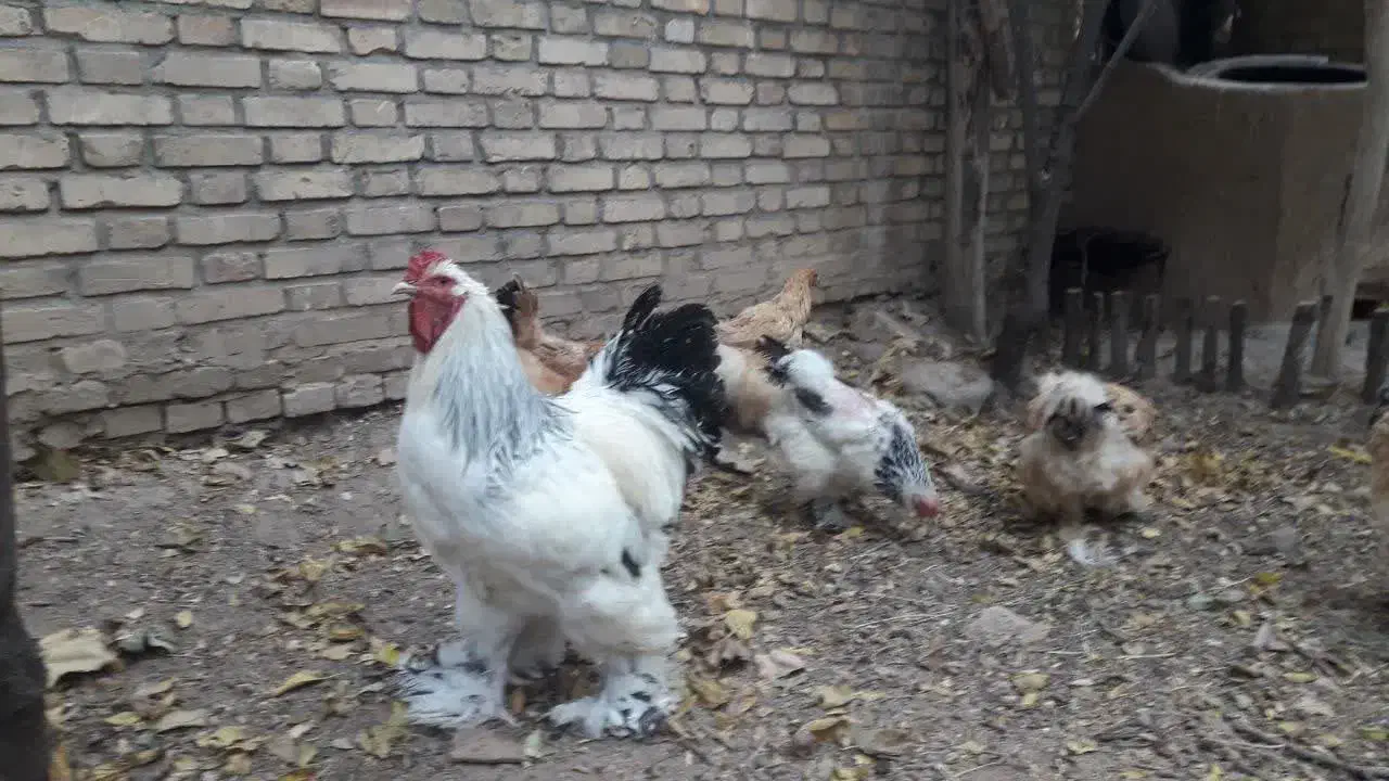 تخم مرغ نطفه دار برهما|حیوانات مزرعه|یزد, |دیوار