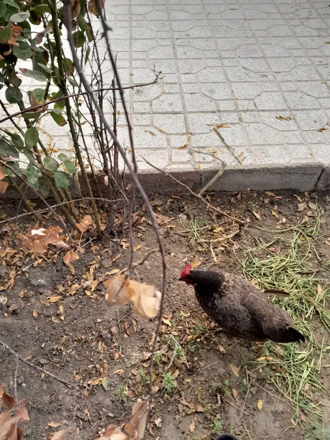 مرغ تخمی|حیوانات مزرعه|تربت‌حیدریه, بالا ولایت|دیوار