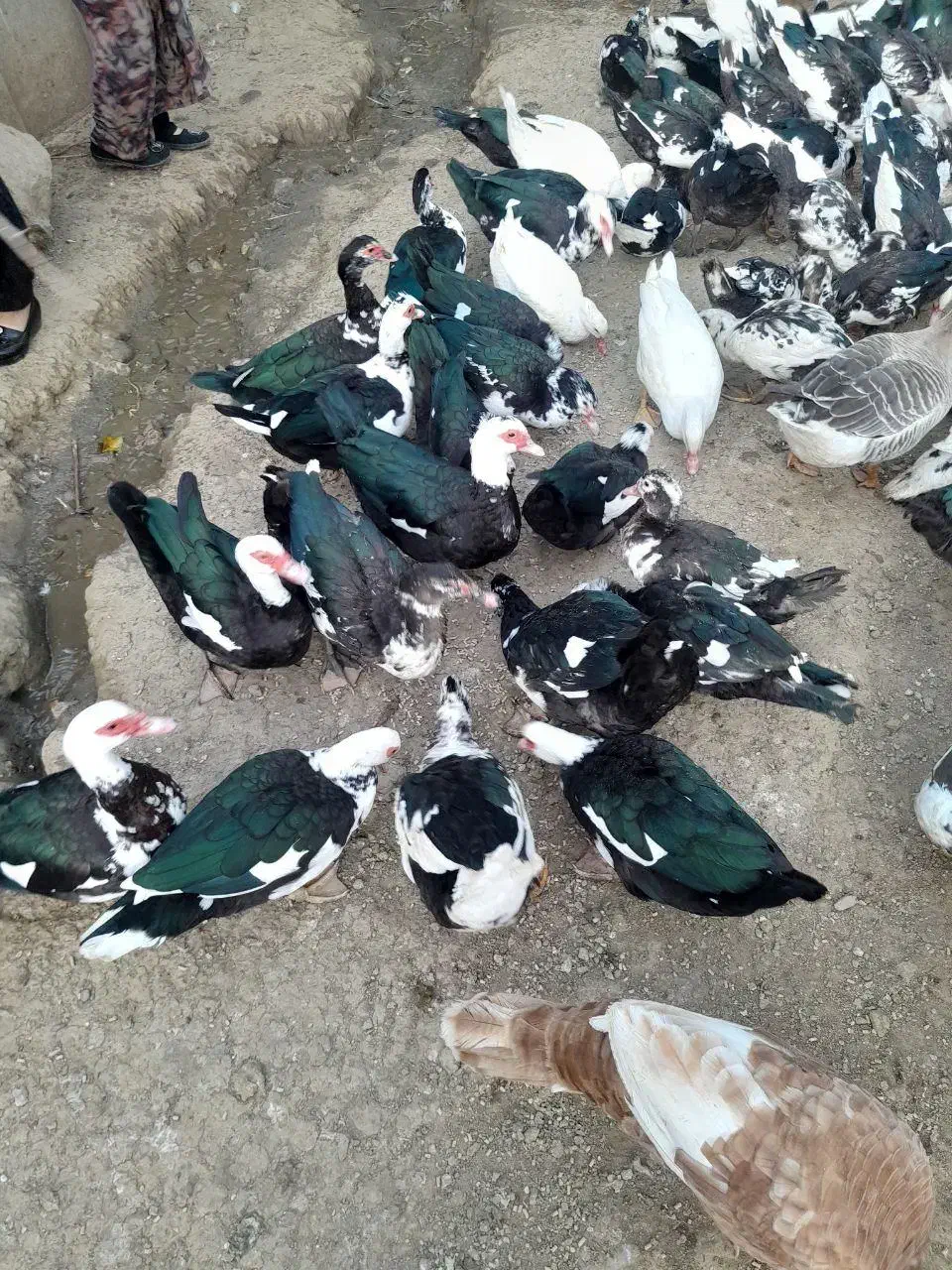 مرغابی ترکی اصل نر وماده|حیوانات مزرعه|سردشت, |دیوار