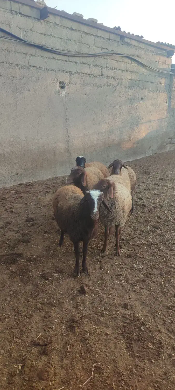6برماده درجه یک|حیوانات مزرعه|هشتگرد, تهران دشت|دیوار