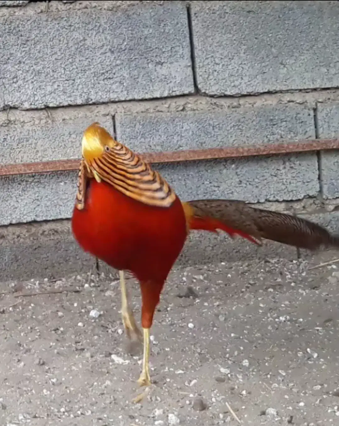 قره قاوول|حیوانات مزرعه|قائم‌شهر, |دیوار