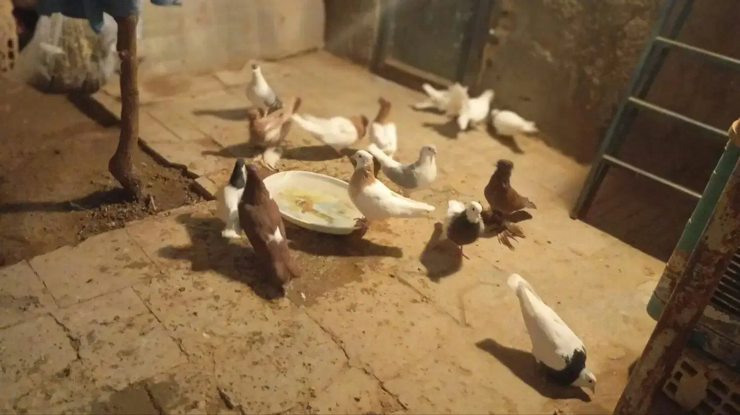 کبوتر|پرنده|بیرجند, |دیوار