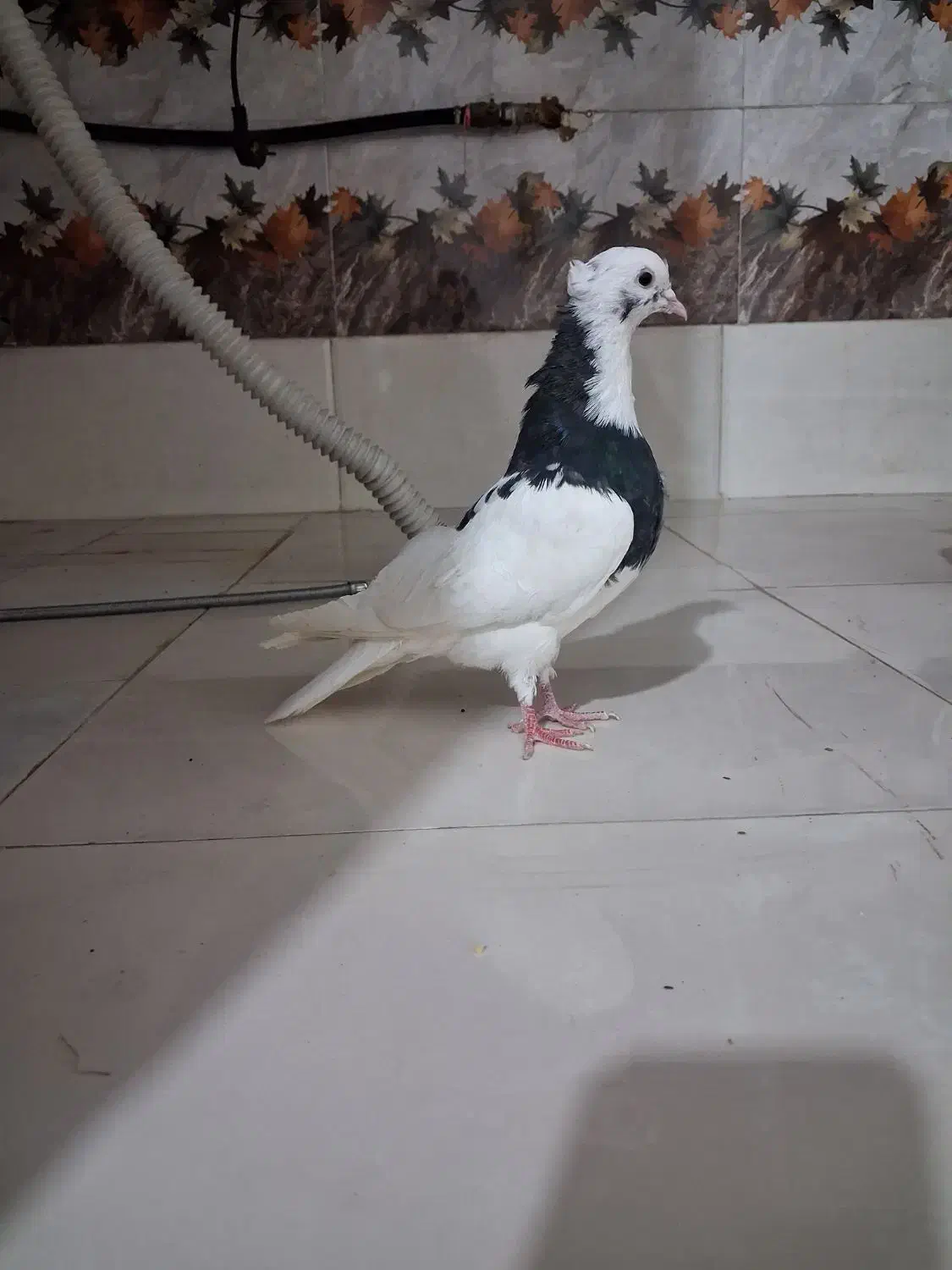 کبوتر|پرنده|اردبیل, |دیوار