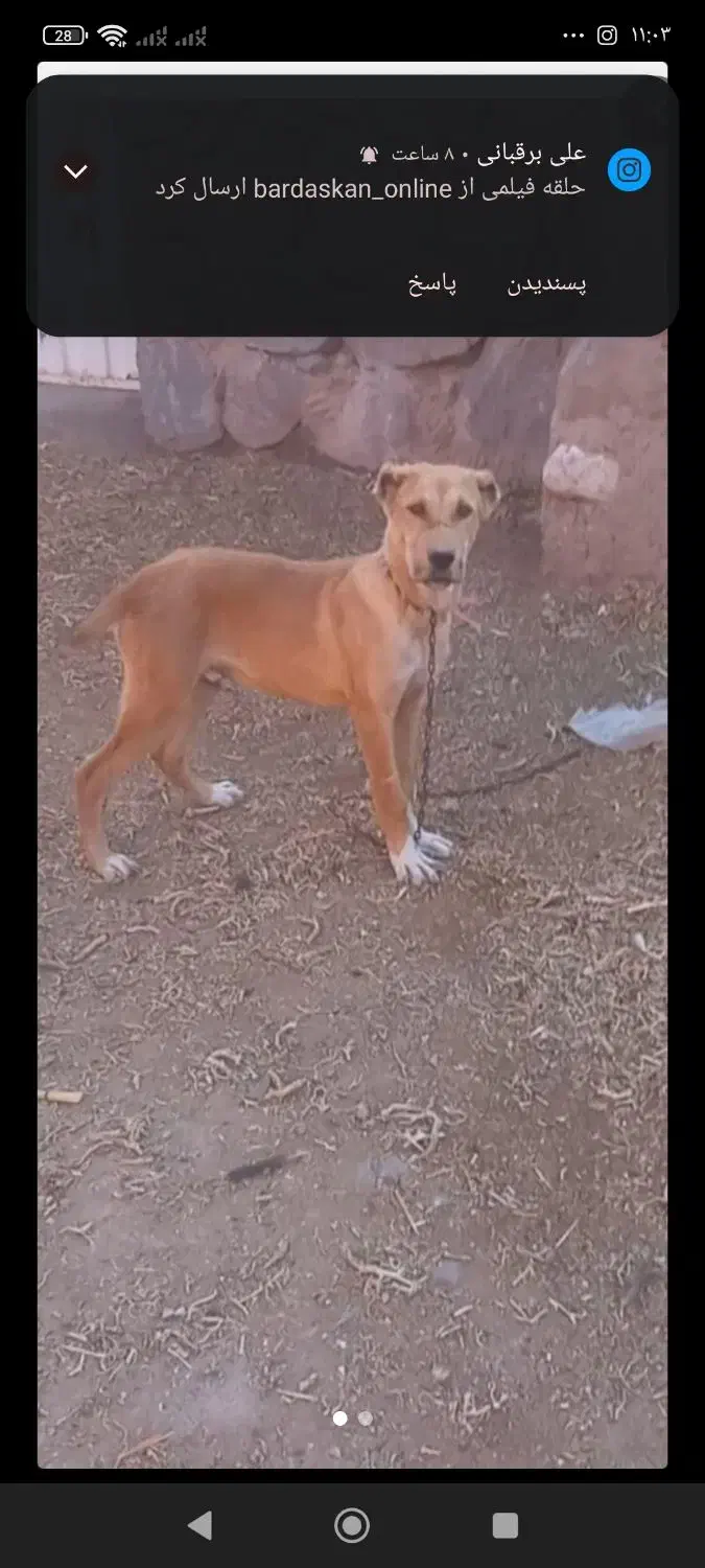 توله یک ساله|سگ|نوده انقلاب, |دیوار