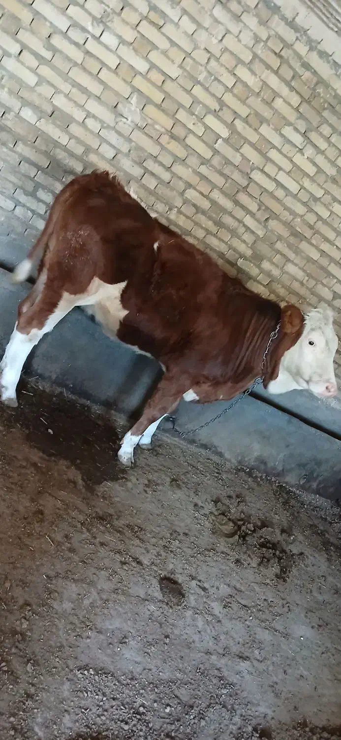 گوساله ماده|حیوانات مزرعه|قیدار, |دیوار