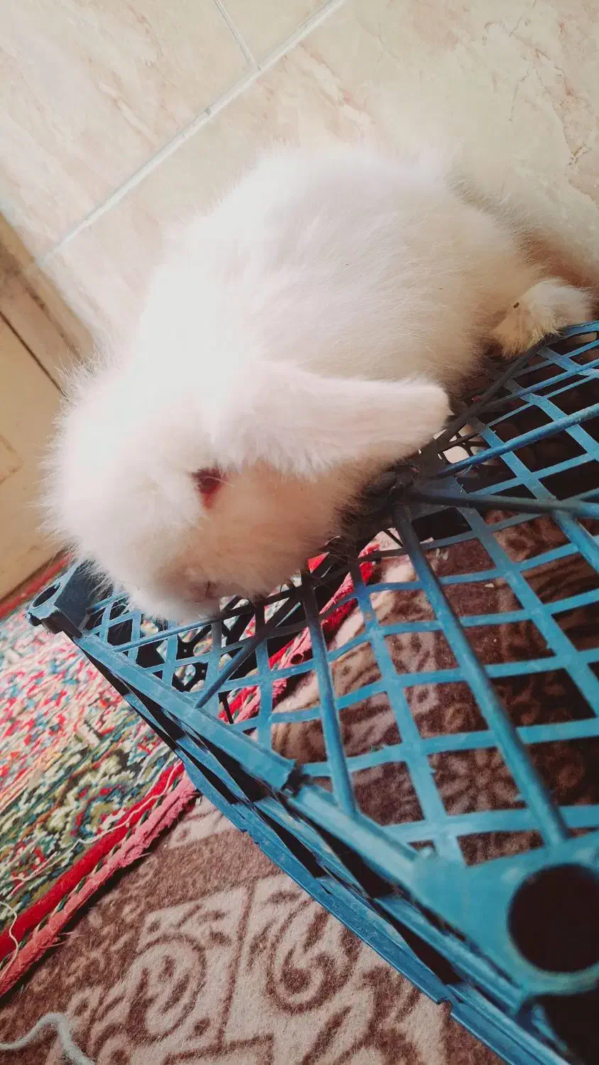 بچه خرگوش لوپ سفید چشم قرمز|موش و خرگوش|کرمان, |دیوار