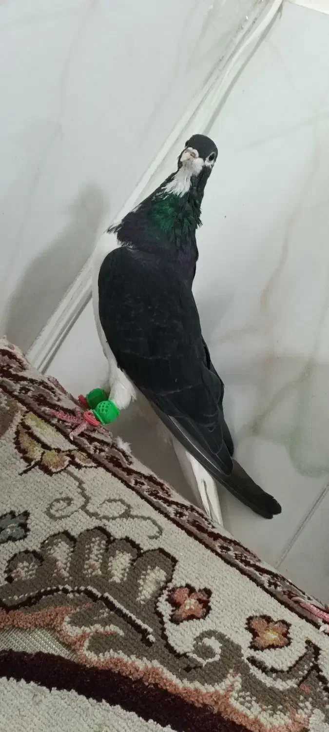 امری سیا نر یقه بسته هوایی|پرنده|بردسکن, |دیوار