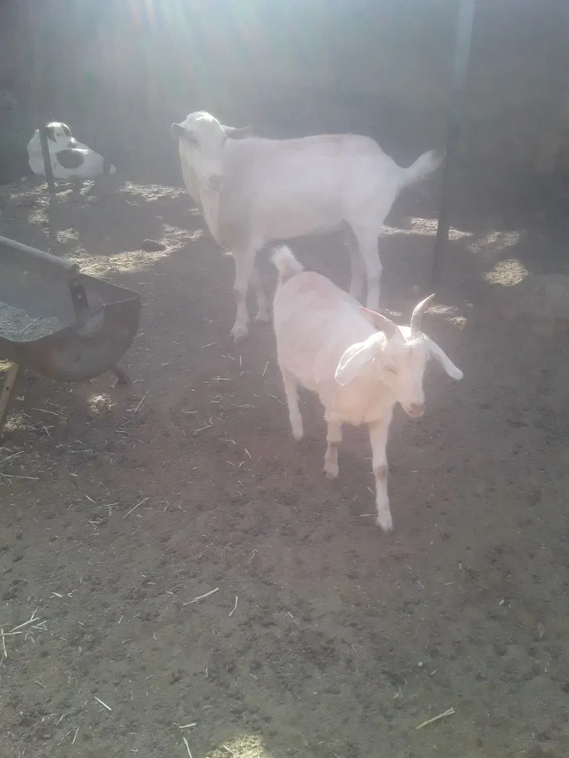 یکساله دو رگ سانن.|حیوانات مزرعه|تربت جام, معدآباد|دیوار