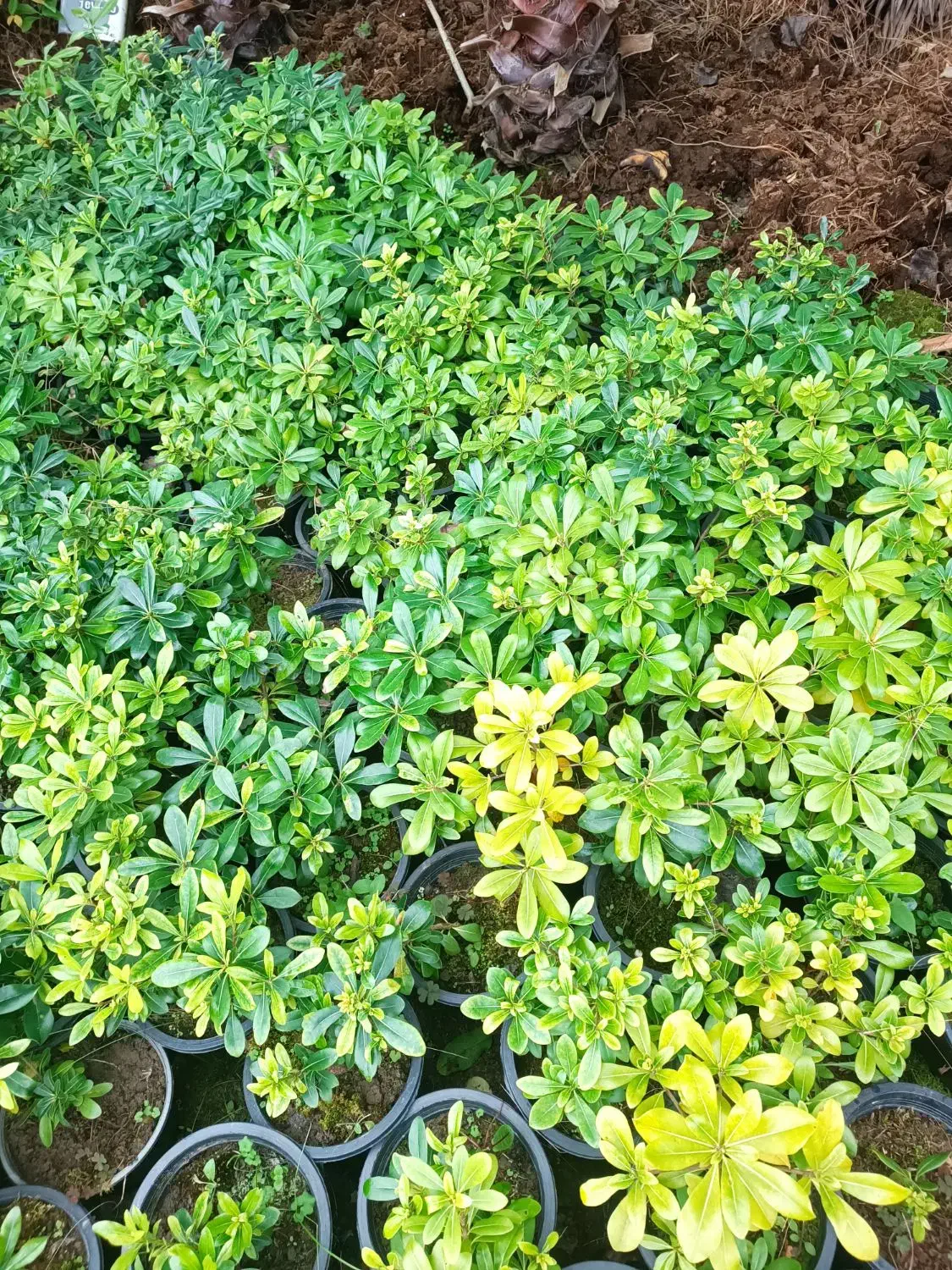 پیتسپروم و فوتونیا و شمشاد طلایی و سبز|عمده‌فروشی|رشت, بیجارپس|دیوار