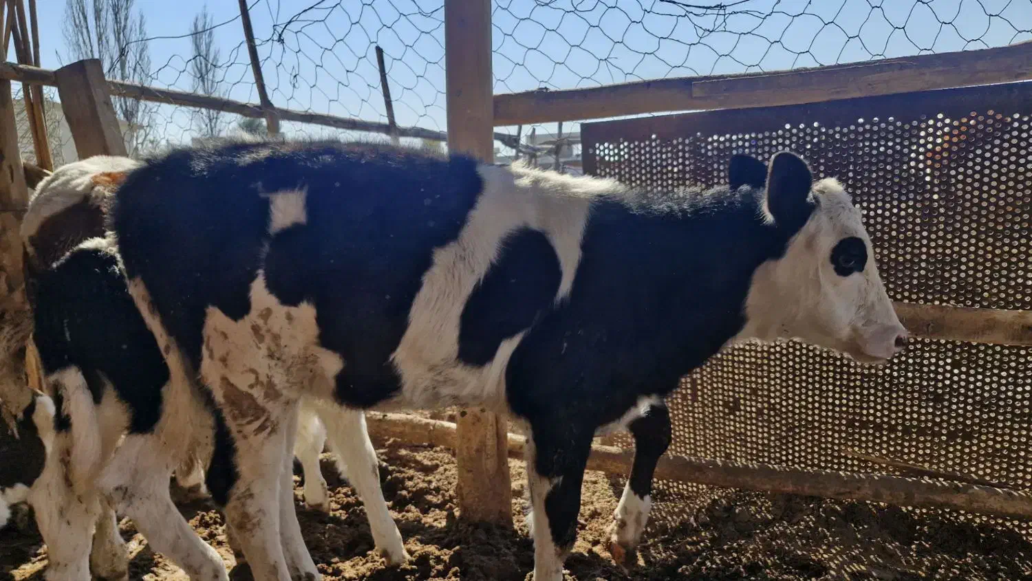 گاو گوساله|حیوانات مزرعه|گنبد کاووس, |دیوار