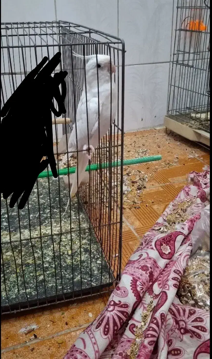 عروس هلندی ماده شش تخمه  معاوضه با سهره یا قناری|پرنده|ایذه, |دیوار