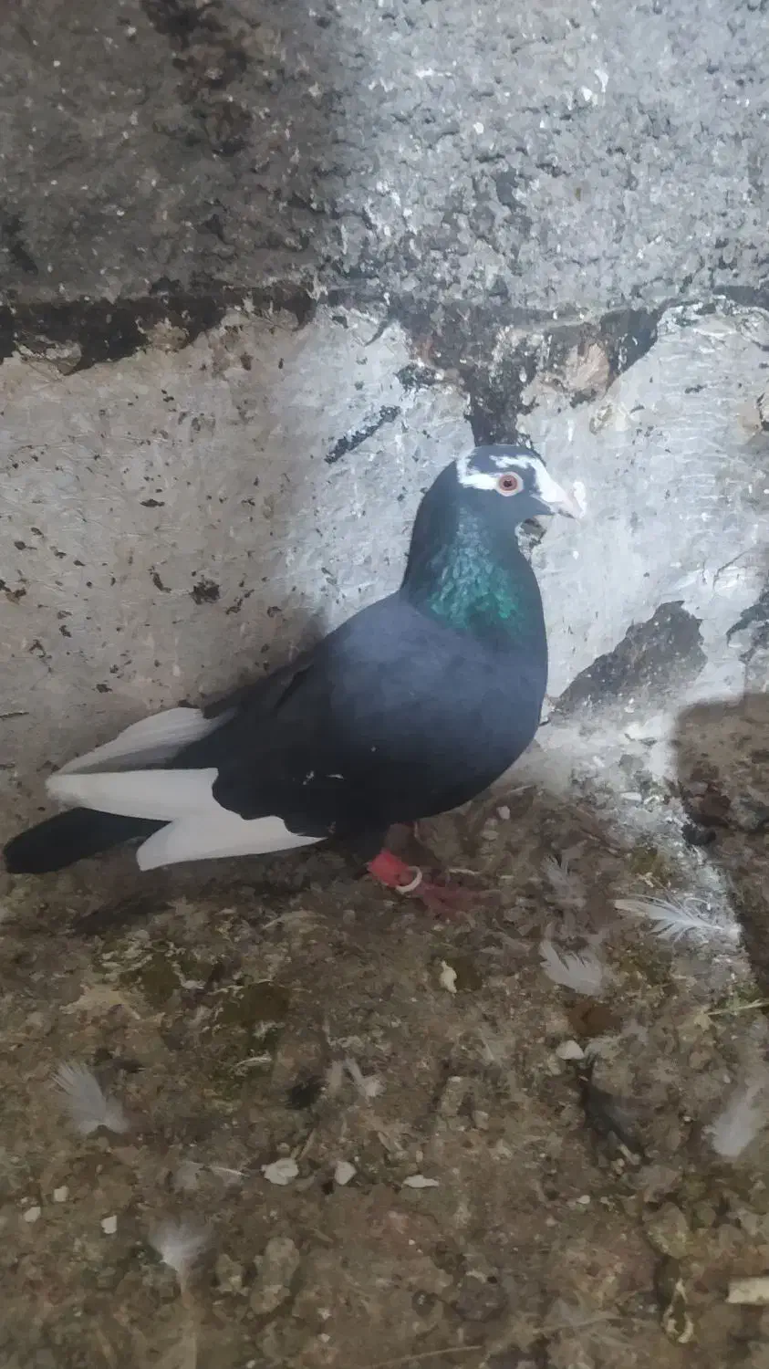 کفتر پرشی|پرنده|الوند, |دیوار