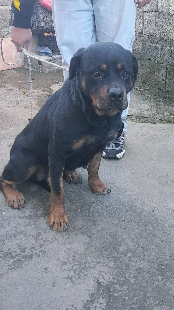 فروشی|سگ|لاهیجان, شهرک جانبازان|دیوار