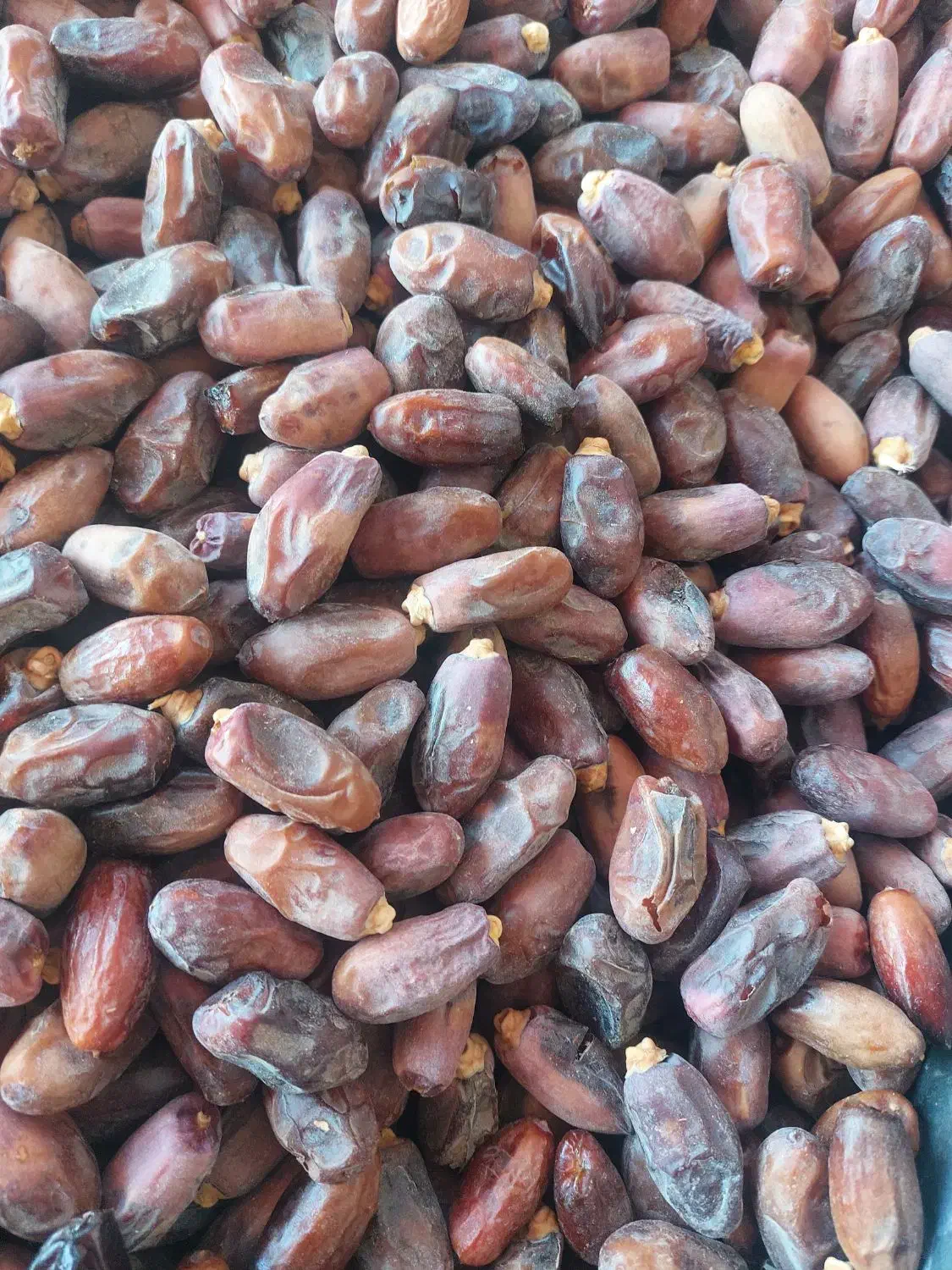 دیری درجه یک کیلو ۹۰|خوردنی و آشامیدنی|اهواز, دغاغله|دیوار
