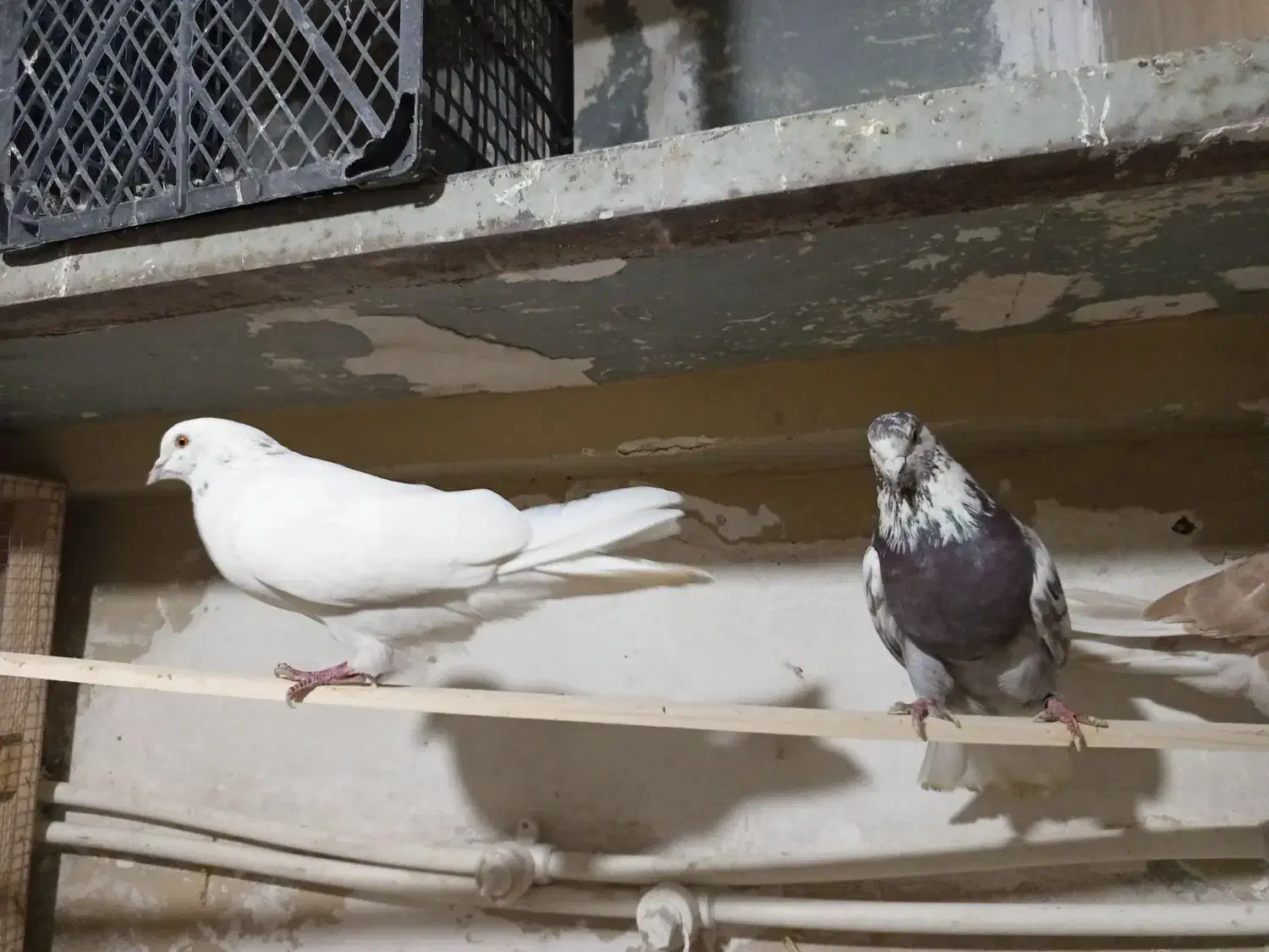 سفید شمرونی|پرنده|تهران, شهرک استقلال|دیوار