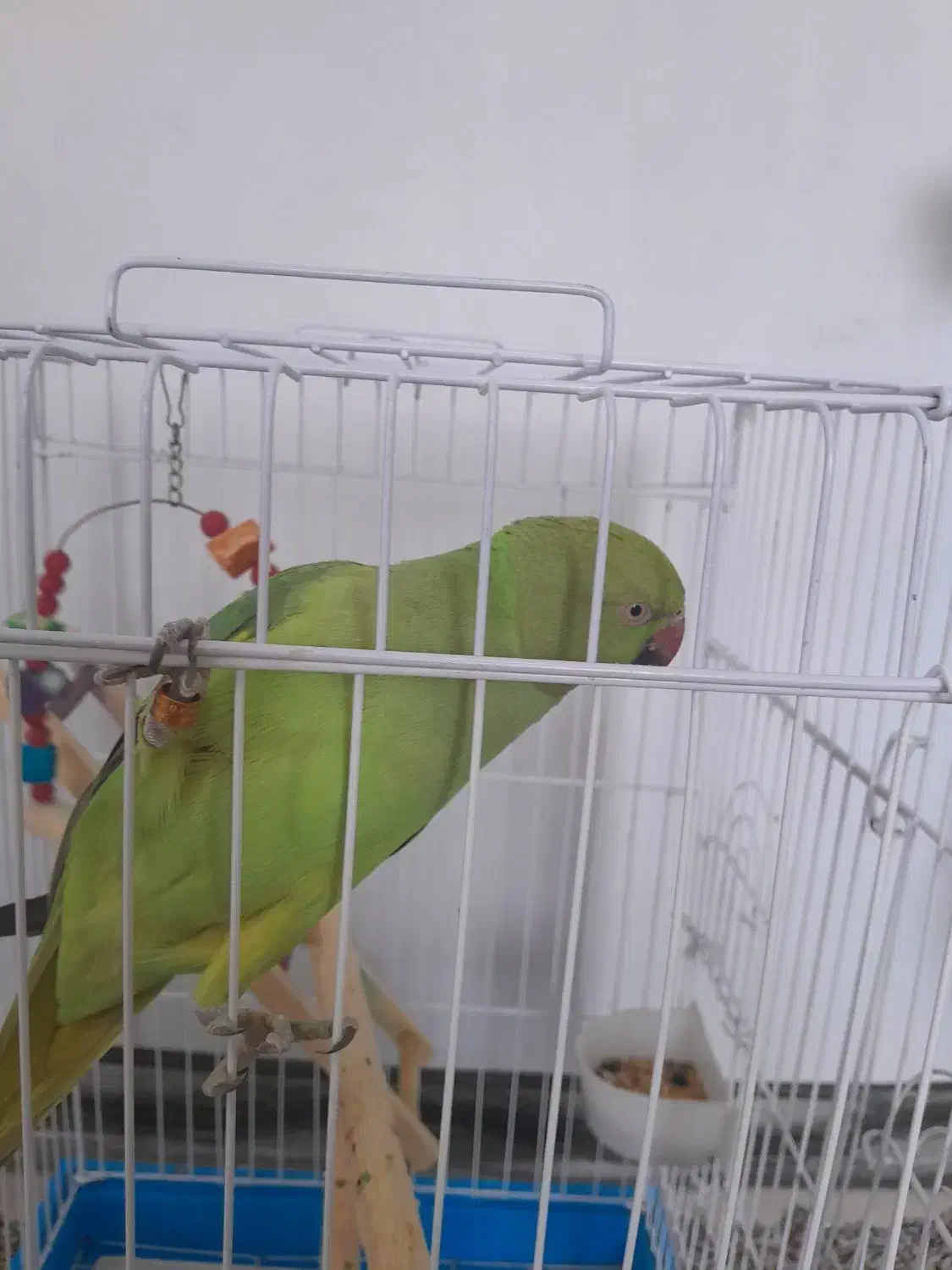 طوطی ملنگو گمشده|حیوانات|سقز, |دیوار