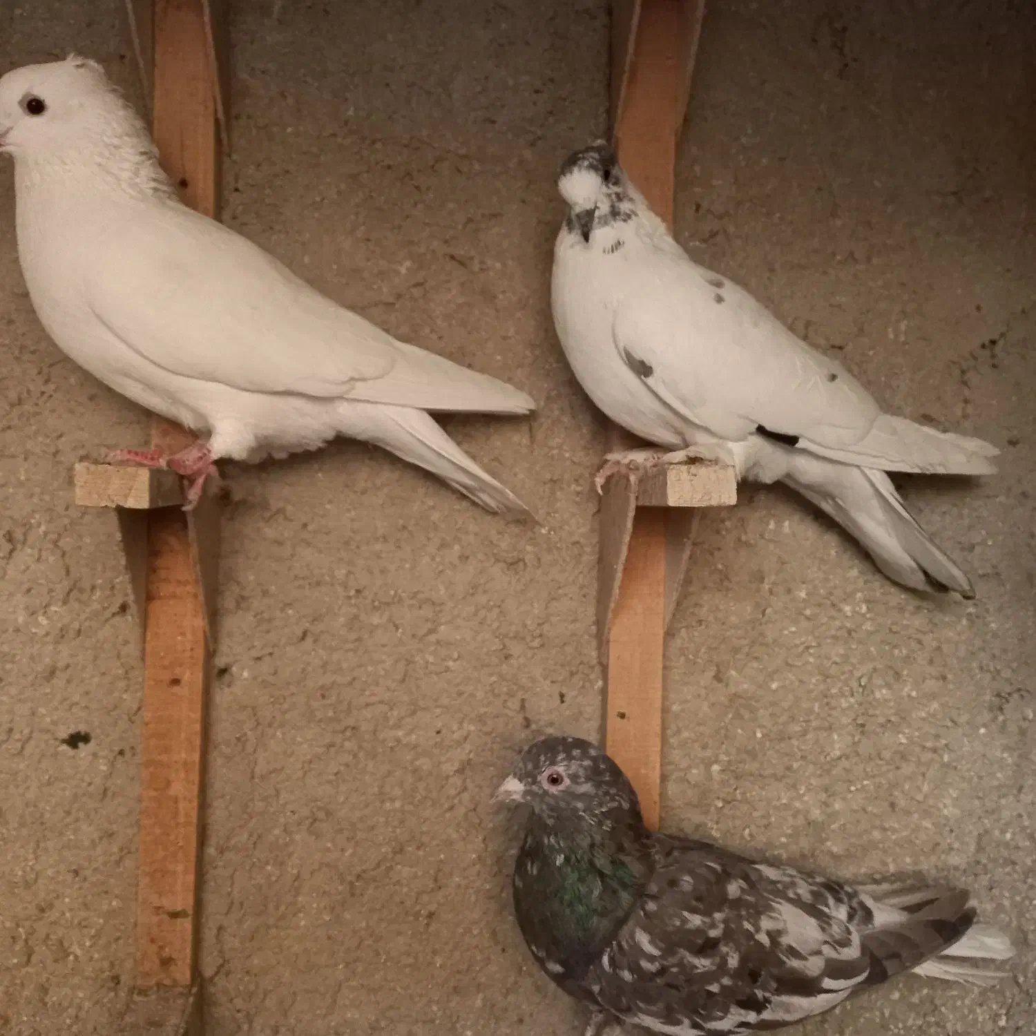 کبوتر|پرنده|شیراز, آزادگان|دیوار