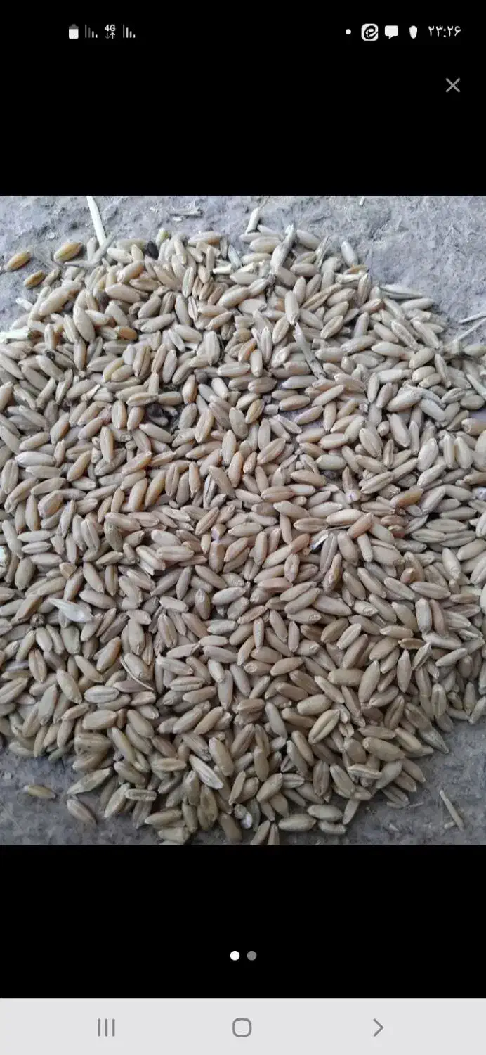 گندم فروشی|خوردنی و آشامیدنی|خنداب, |دیوار
