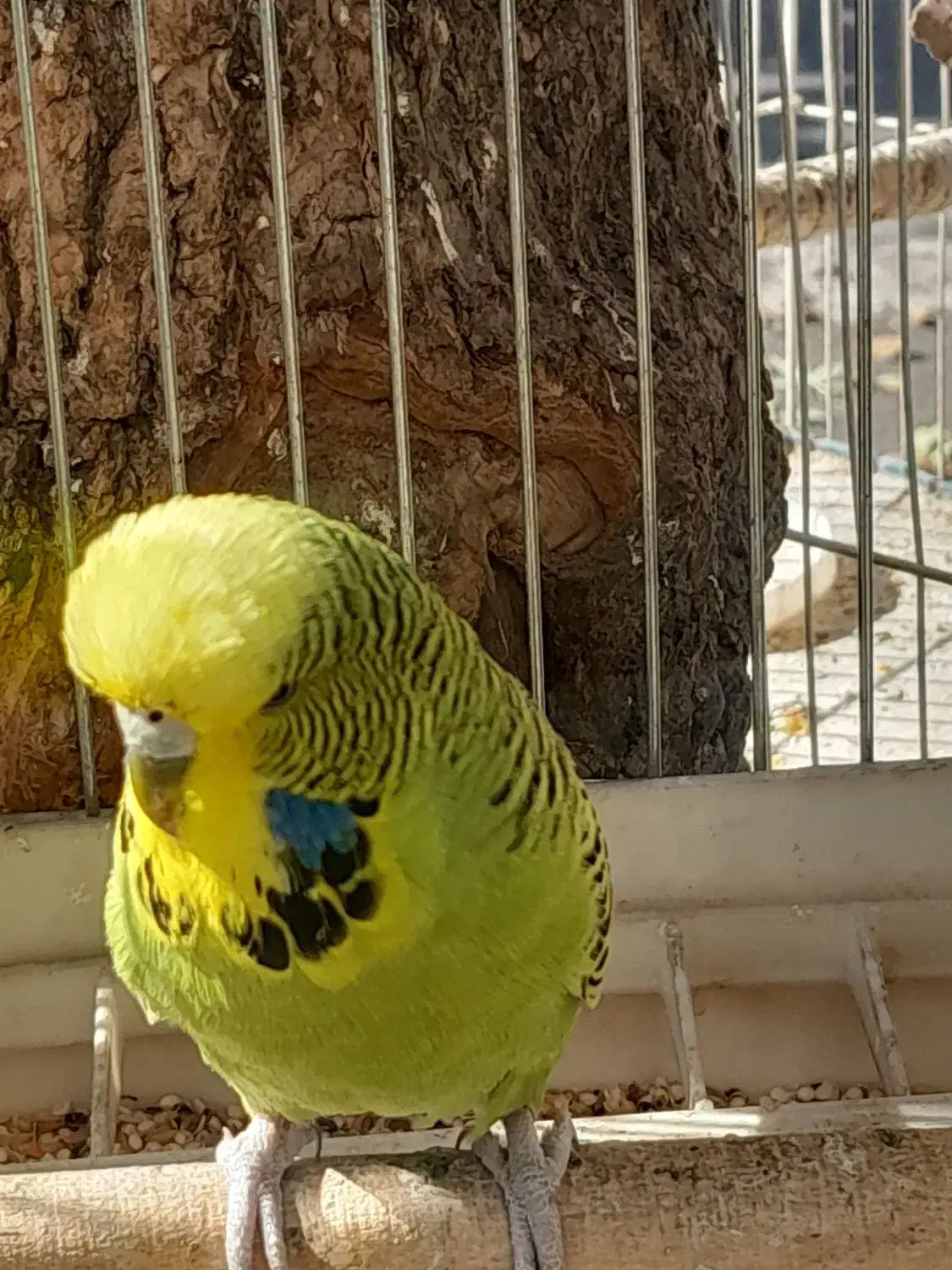 مرغ عشق انگلیسی ماده آماده مست سالم بالغ|پرنده|تهران, خانی آباد نو شمالی|دیوار