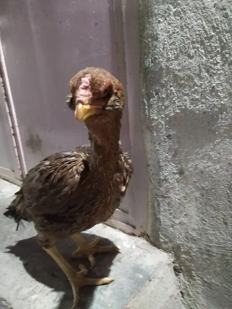 مرغ|حیوانات مزرعه|زاهدان, |دیوار