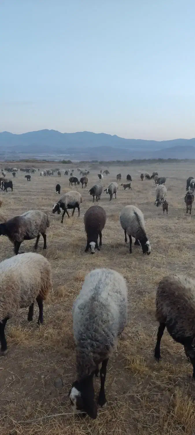 فروش گوسفند نژاد شال ب تعداد100راس|حیوانات مزرعه|ضیاء آباد, |دیوار