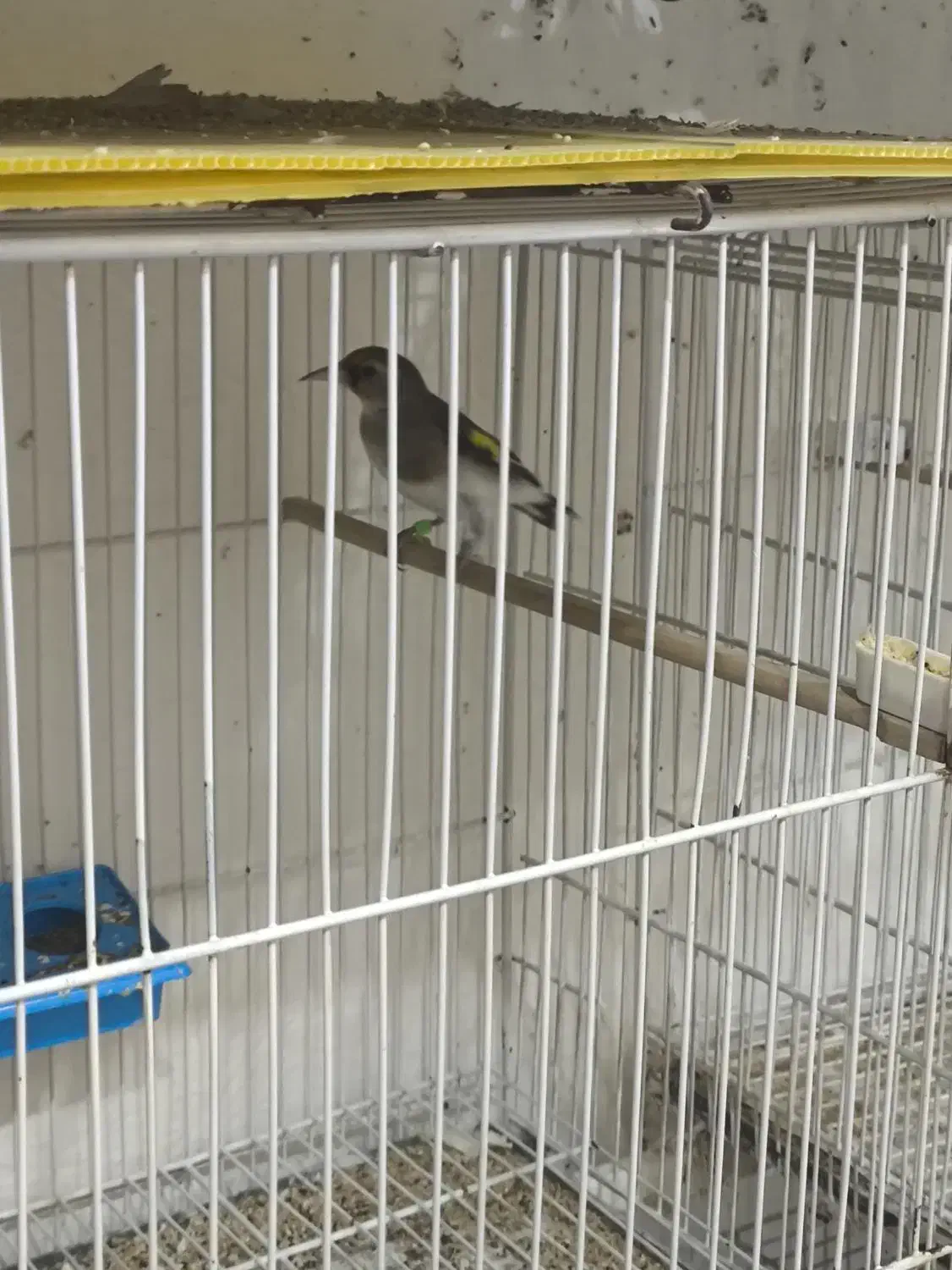 سهره نر بخون.فنچ|پرنده|قائن, |دیوار