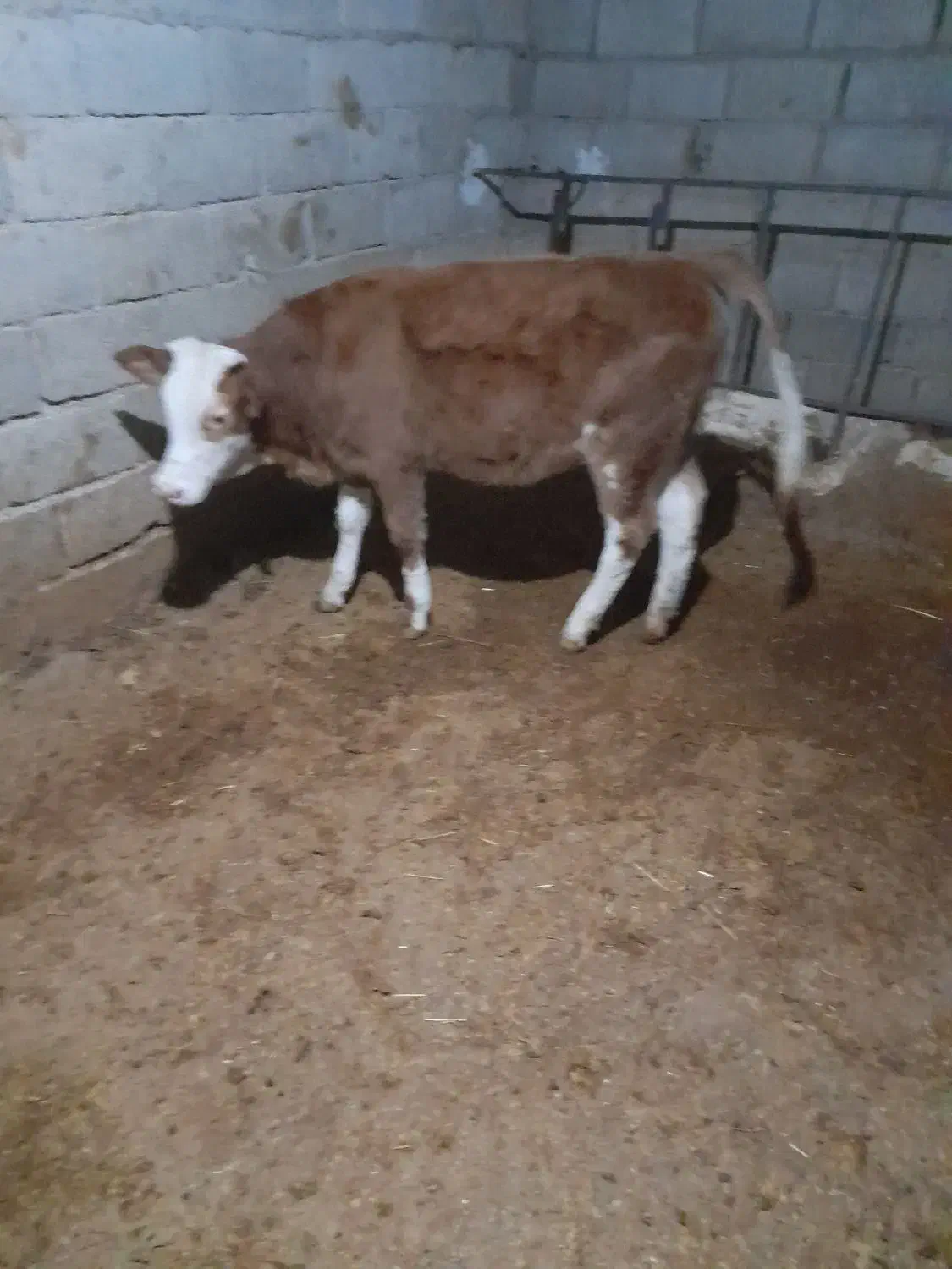 یک عددگوساله سیمنتال قرمز ماده|حیوانات مزرعه|کوهدشت, |دیوار