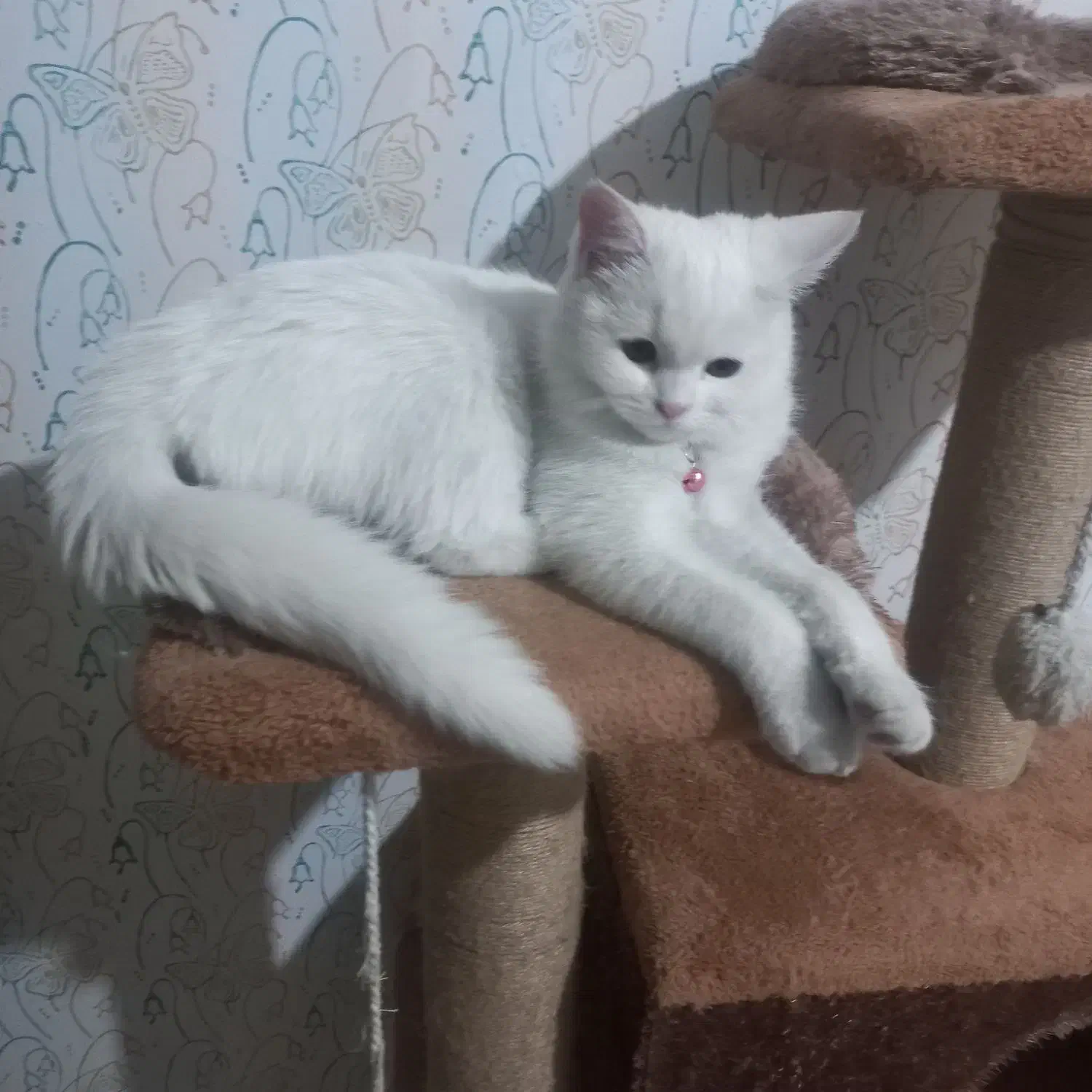 گربه بیریتیش|گربه|مشهد, چهنو|دیوار