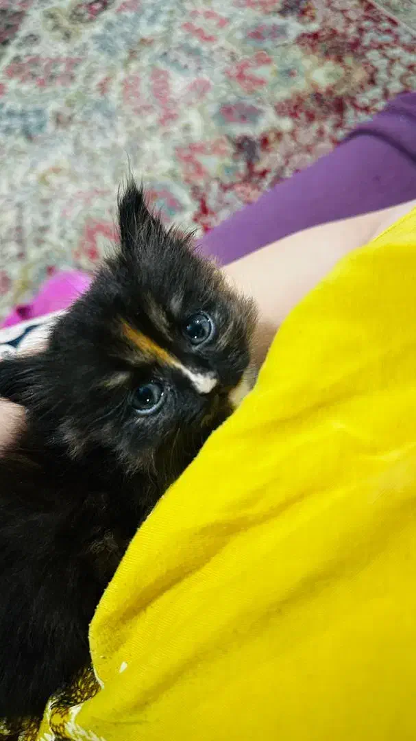 واگذاری گربه ناز خونگی|گربه|کرمان, |دیوار