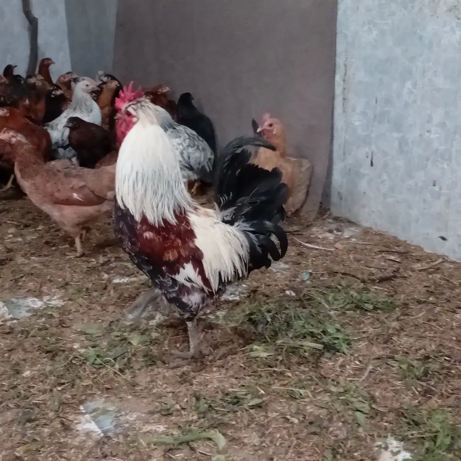 فروش خروس|حیوانات مزرعه|سرپل ذهاب, |دیوار