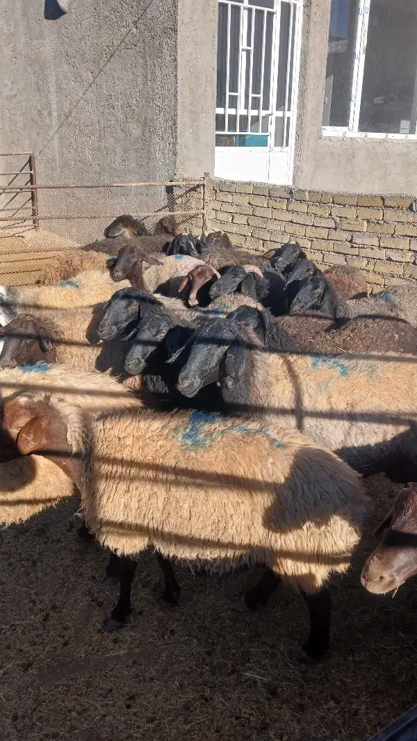 گوسفند شیشک همگی بره دار|حیوانات مزرعه|قزوین, |دیوار