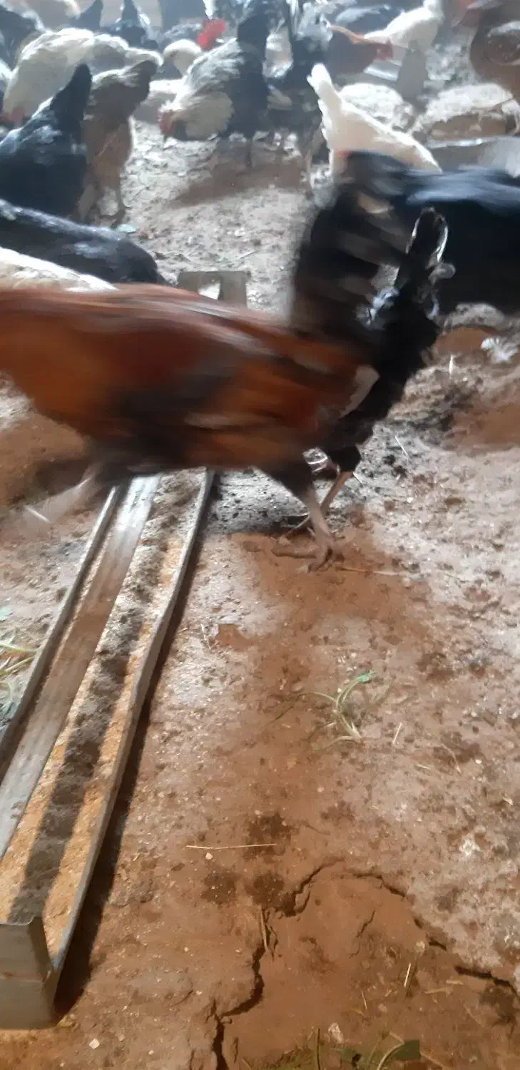 فروش خروس سفید چهل تاج و ساده و ....|حیوانات مزرعه|تفت, |دیوار