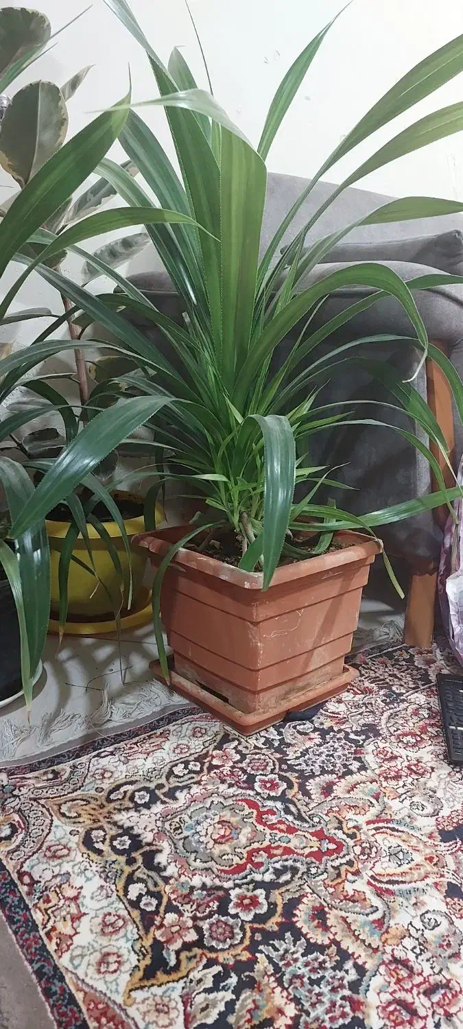 گلهای زیبا گلخونه ای نیستند|گل و گیاه طبیعی|ملارد, |دیوار