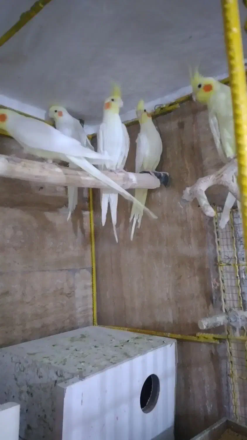 فروش پرنده|پرنده|بیرجند, |دیوار