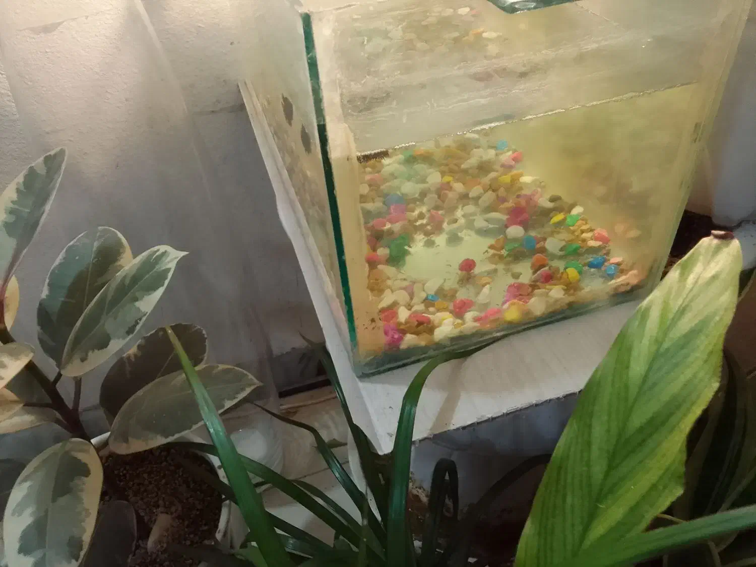 آکواریوم ۴۰در۲۰|ماهی|گرگان, |دیوار