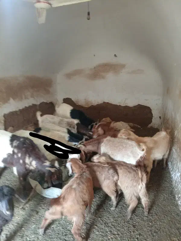 فروش بز زاییده و آبستن|حیوانات مزرعه|سبزوار, قصبه شرقی|دیوار