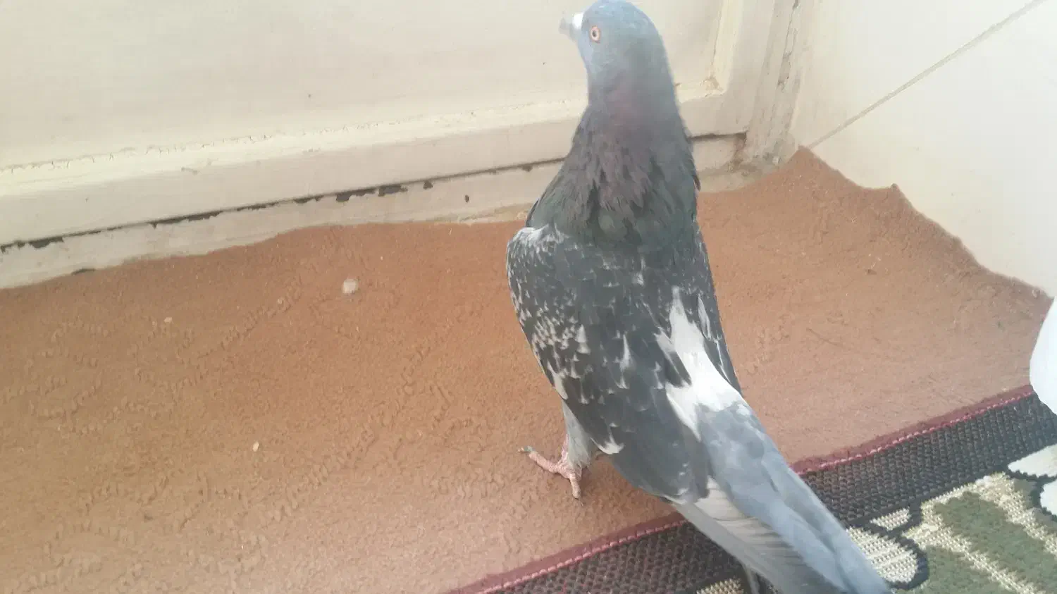 کبوتر نر اصفهانی|پرنده|اصفهان, سروستان|دیوار