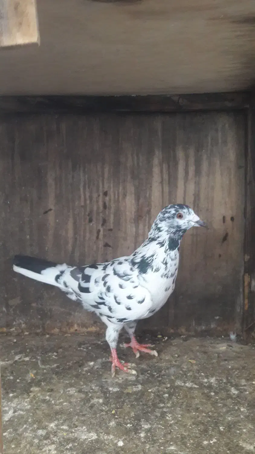 فروش کبوتر مسافتی یا المانی|پرنده|چمستان, |دیوار