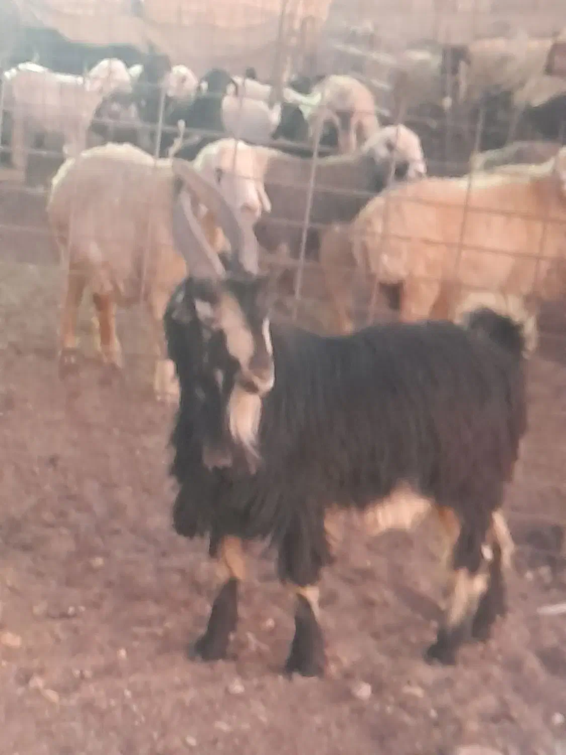 فروشی|حیوانات مزرعه|سمیرم, |دیوار