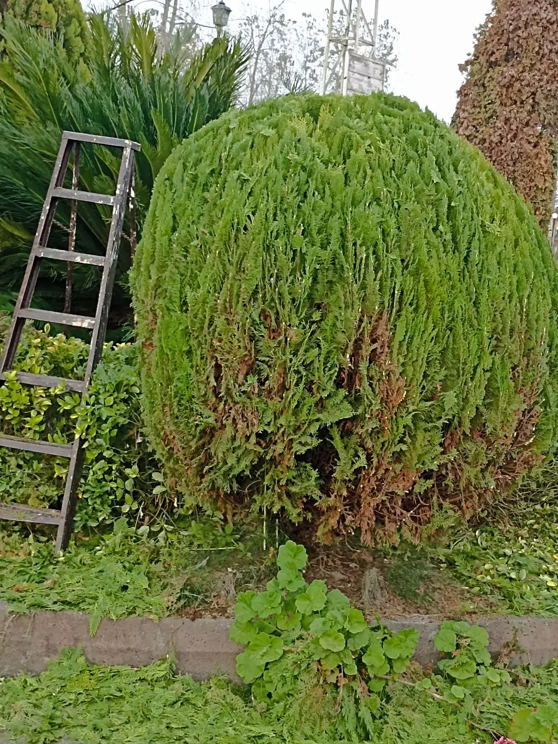 باغبانی و فضای سبز|خدمات باغبانی و درختکاری|صومعه‌سرا, |دیوار