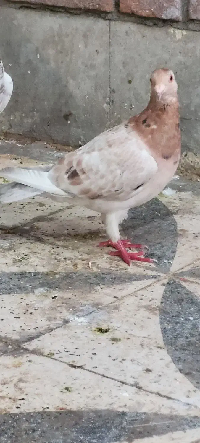 گرفتنی شب|پرنده|دزفول, |دیوار