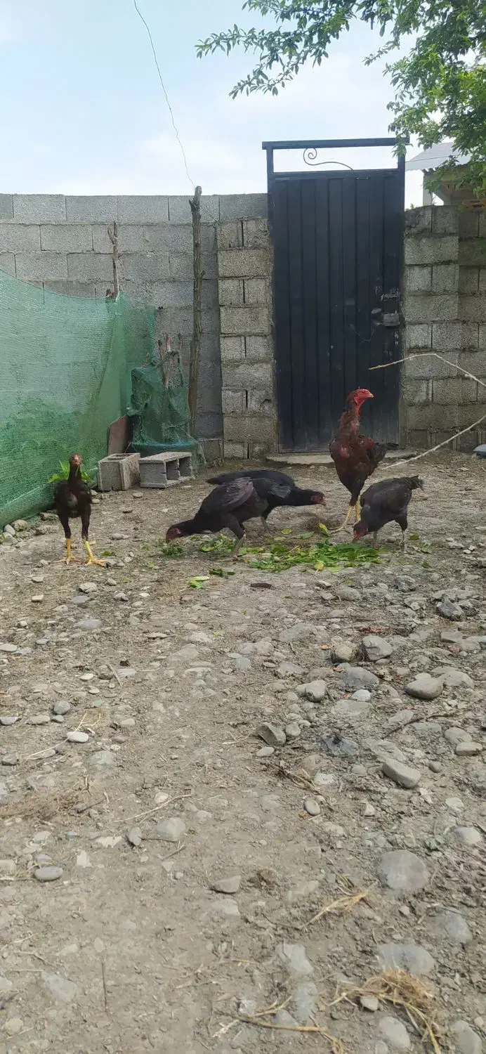 تخم لاری|حیوانات مزرعه|احمدسرگوراب, |دیوار