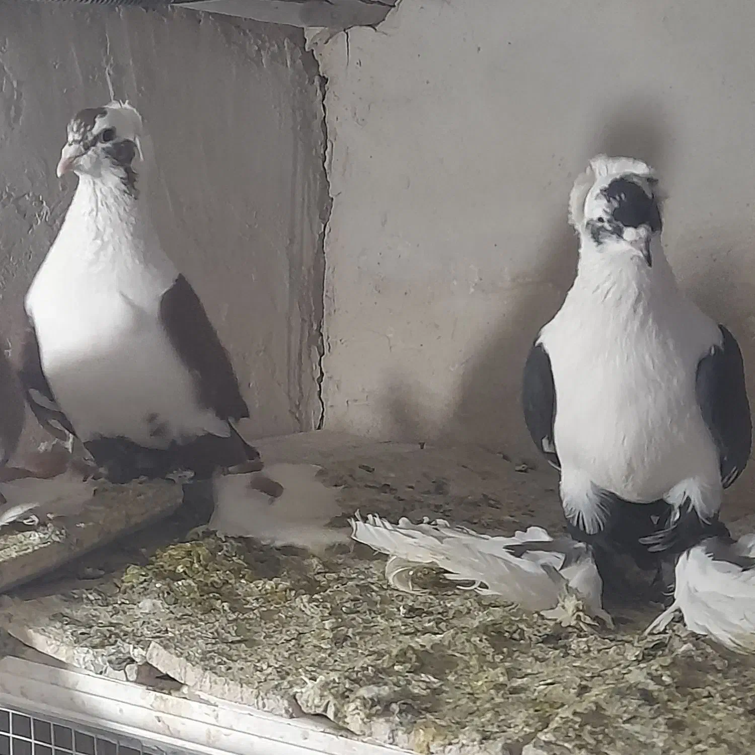 کفتر|پرنده|تبریز, |دیوار